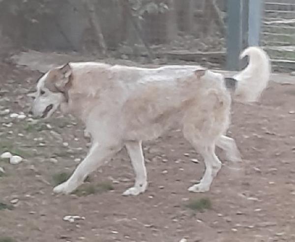 HUSKINA, incrocio collie, adozione del cuore Foto 8